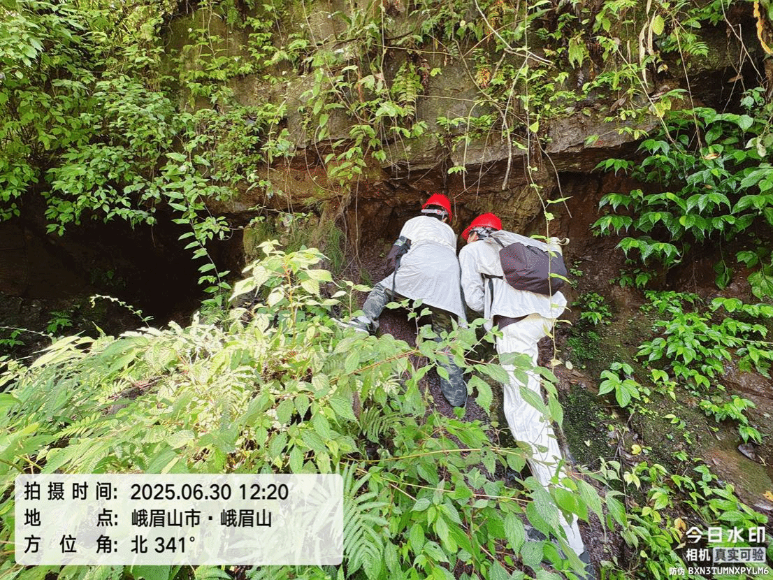 人在树林里 AI 生成的内容可能不正确。