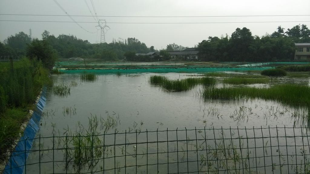 图四:泥鳅养殖基地-化工院 聚焦新农村 专题调研暑期实践队 走访 安...图片 86074 1024x576