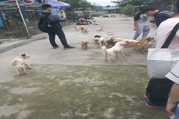 队员与中心内的小狗狗玩耍